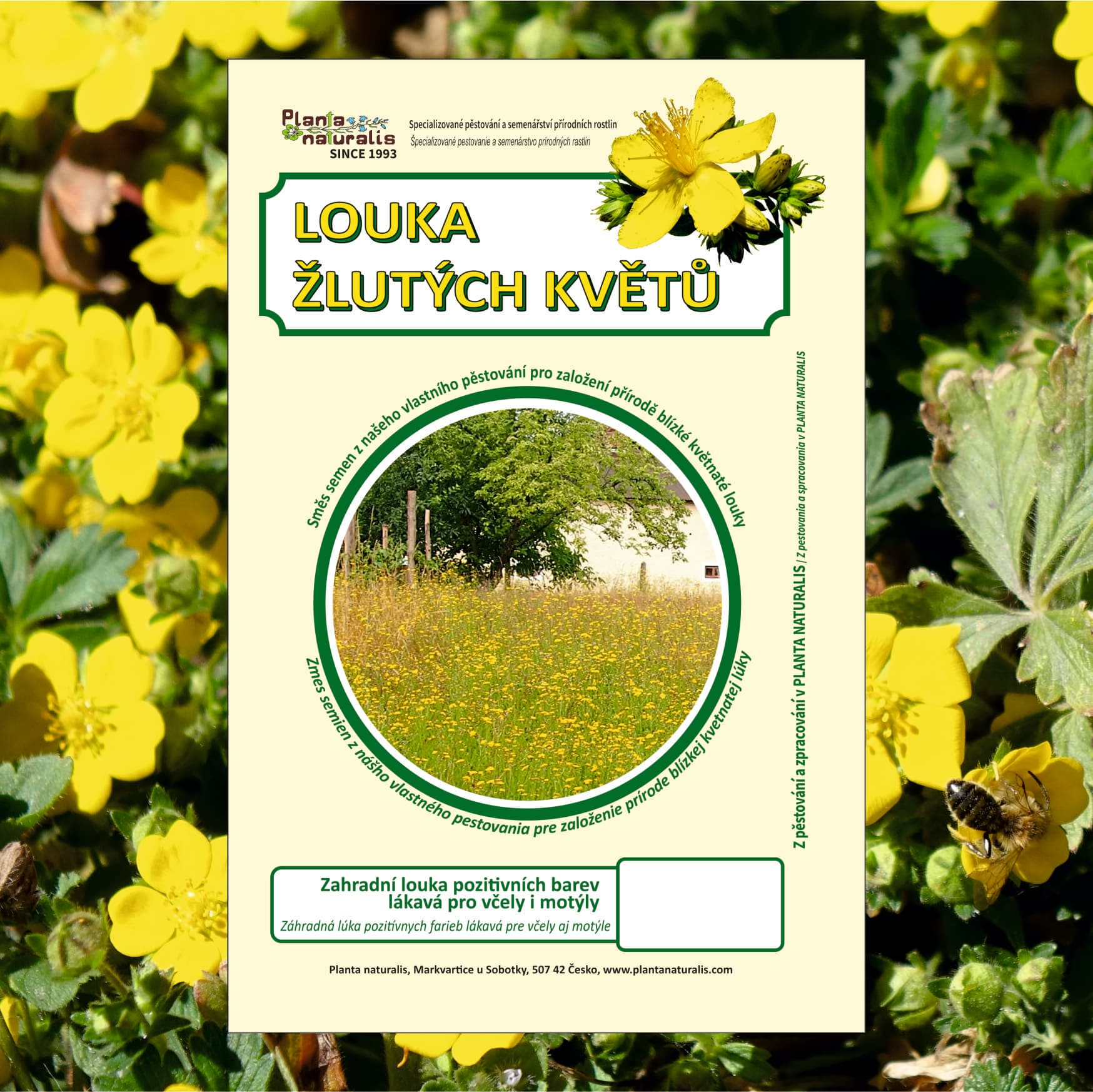 Louka žlutých květů