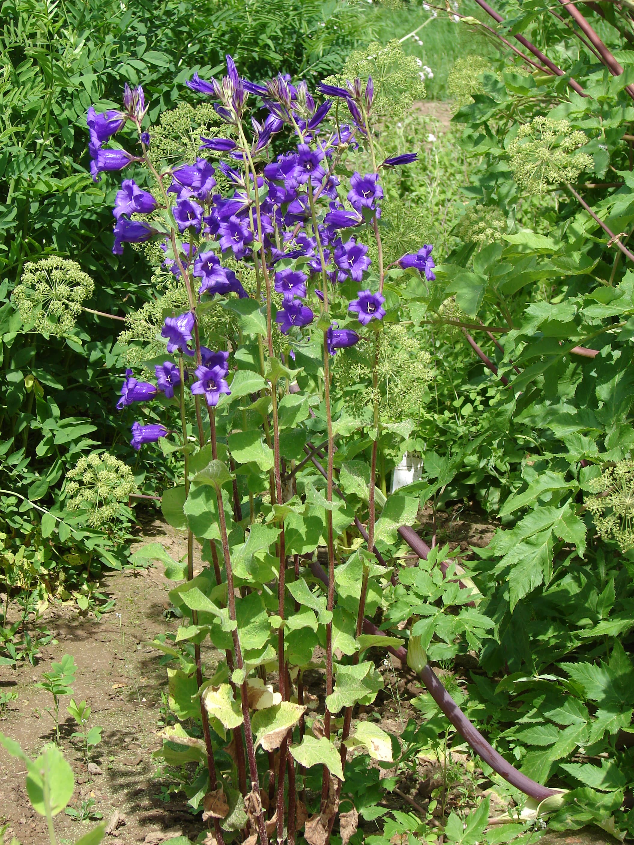 zvonek širokolistý - obrázek 1