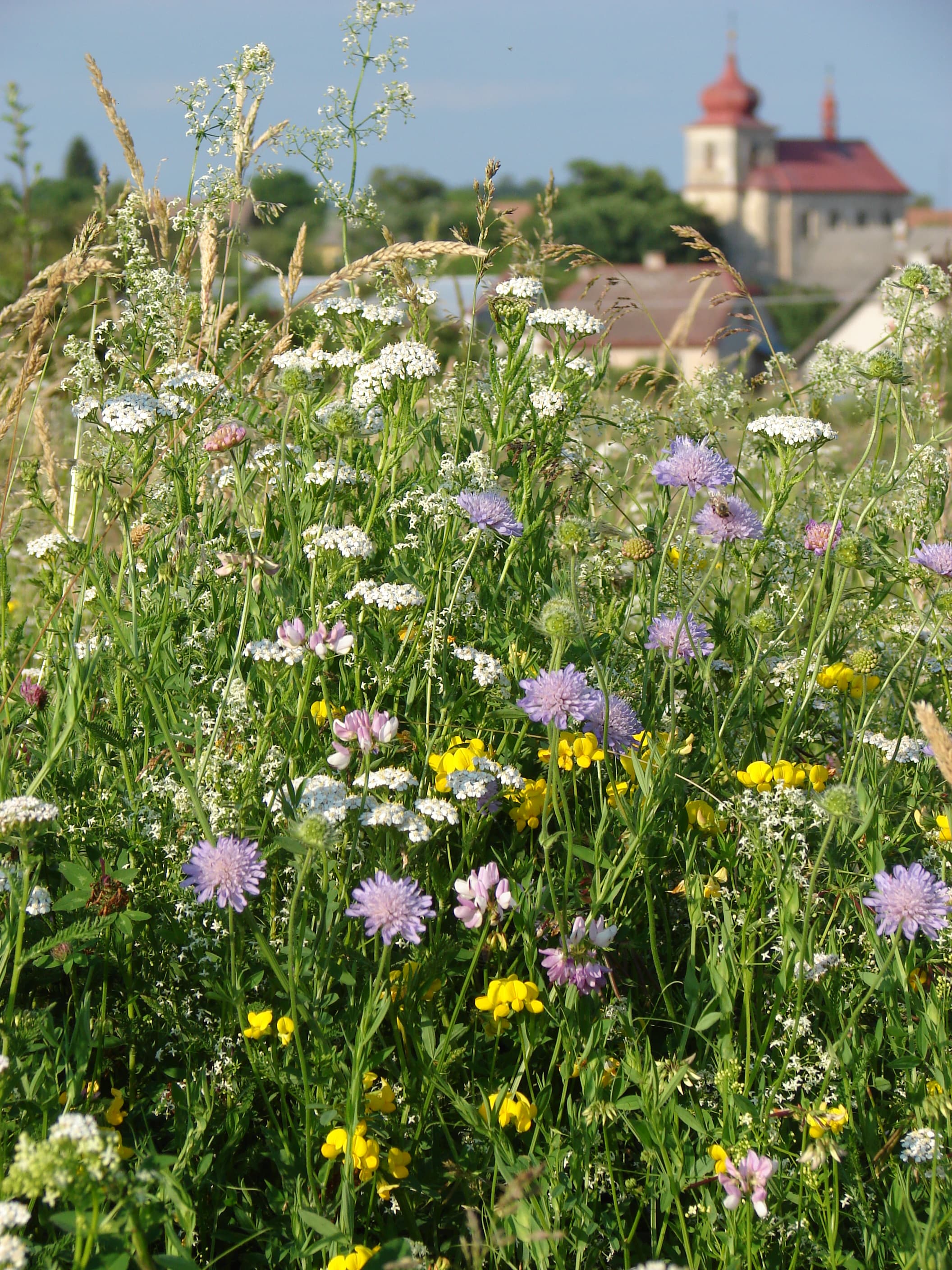 Přírodní květnice