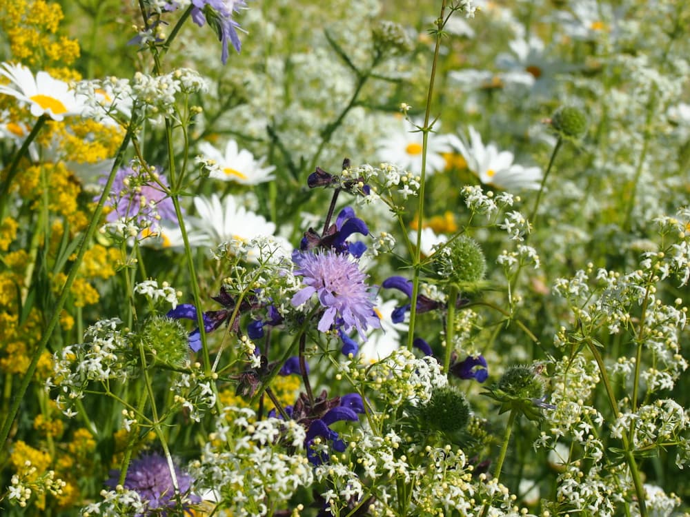 Léčivé byliny v louce