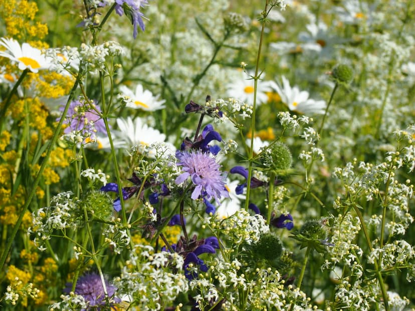 Léčivé byliny v louce